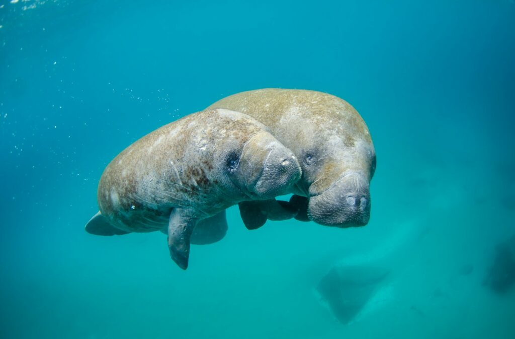 View the manatees at Indian Harbour Beach, FL